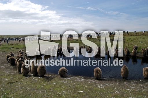 Königspinguin (77 von 84).jpg